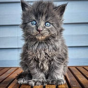 Boston participe au concours pour gagner de l'argent avec cette photo : adorable, animal, blue_eyes, cat, closeup, curious, cute, ears, feline, fluffy, gray_fur, indoor, kitten, pet, portrait, sitting, small, whiskers, wooden_surface, young