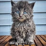 adorable, animal, blue_eyes, cat, closeup, curious, cute, ears, feline, fluffy, gray_fur, indoor, kitten, pet, portrait, sitting, small, whiskers, wooden_surface, young