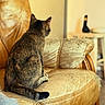 animal, back_view, blurred_background, cat, comfort, cozy, domestic_cat, fur, furniture, home, indoor, leather_couch, living_room, pet, relaxing, sitting, tabby_cat, table, tail, wooden_table