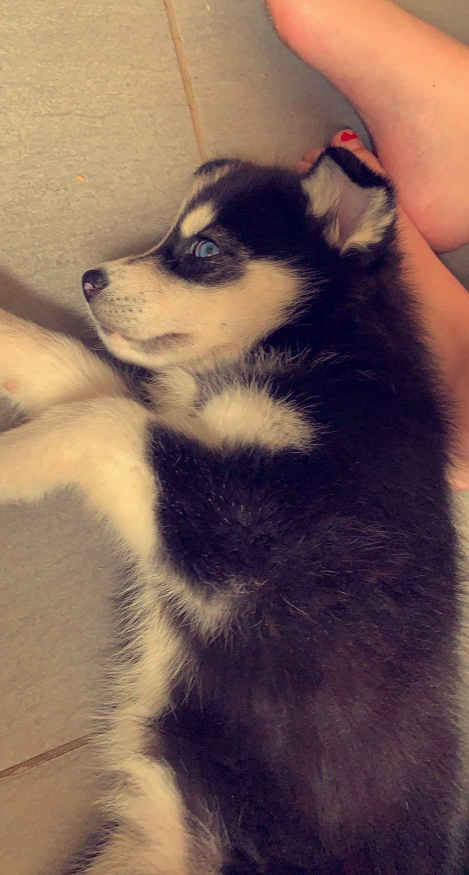 Laska participe au concours pour gagner de l'argent avec cette photo : canidae, canis, carnivore, cloud, companion_dog, dog, dog_breed, fawn, fur, herding_dog, human_leg, paw, puppy, sled_dog, snout, sporting_group, tail, terrestrial_animal, whiskers, working_dog