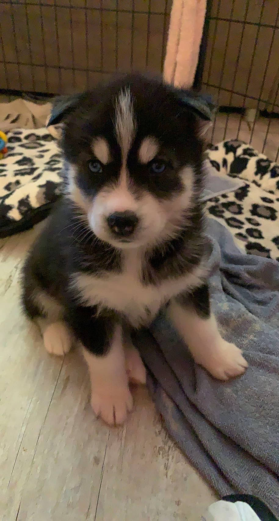 Laska a rejoint le concours — aidez-le/la à gagner de superbes lots ! ancient_dog_breeds, canidae, canis, carnivore, companion_dog, dog, dog_breed, flooring, fur, herding_dog, non_sporting_group, puppy, sled_dog, snout, sporting_group, terrestrial_animal, toy_dog, whiskers, working_animal, working_dog