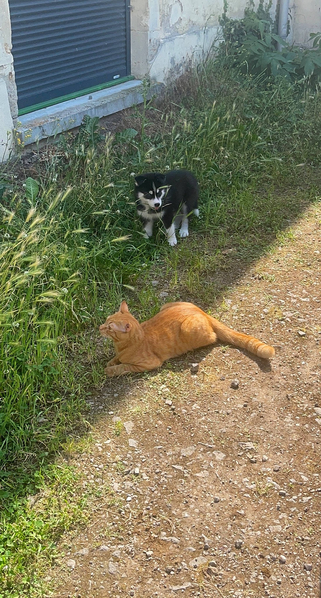 Laska participe au concours pour gagner de l'argent avec cette photo : carnivore, cat, dog_breed, domestic_short_haired_cat, felidae, fur, garden, grass, groundcover, mammal, plant, small_to_medium_sized_cats, snout, soil, tail, terrestrial_animal, vertebrate, whiskers, wildlife, yard