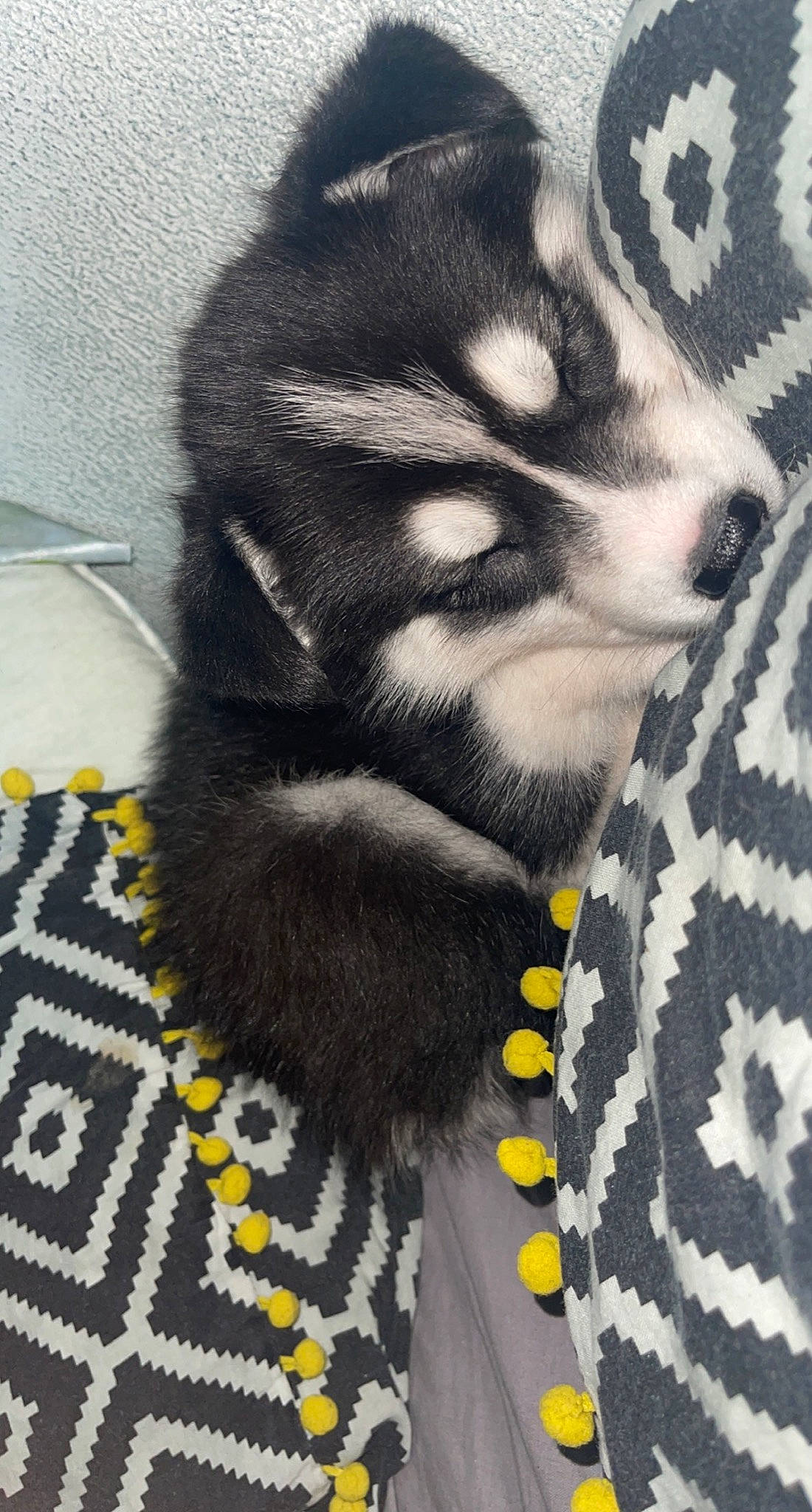 Laska participe au concours pour gagner de l'argent avec cette photo : carnivore, companion_dog, dog, dog_breed, domestic_short_haired_cat, fawn, felidae, foot, fur, grey, mammal, pattern, paw, small_to_medium_sized_cats, snout, tail, terrestrial_animal, textile, whiskers, white