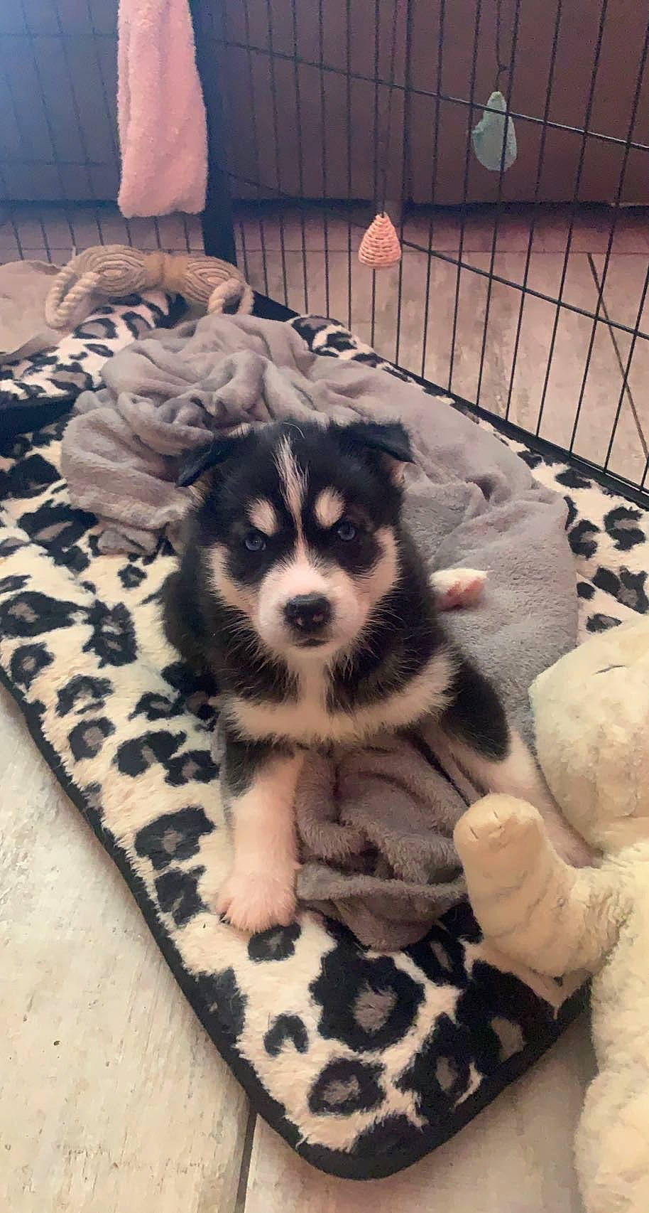 Laska participe au concours pour gagner de l'argent avec cette photo : canis, carnivore, companion_dog, dog, dog_bed, dog_breed, dog_supply, fence, flooring, fur, herding_dog, mammal, mesh, pattern, siberian_husky, sled_dog, sporting_group, toy_dog, vertebrate, working_animal