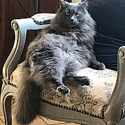 Chanel participe au concours pour gagner de l'argent avec cette photo : animal, cat, chair, cozy, ears, feline, floor_tiles, fluffy_fur, furniture, gray_cat, home, indoor, looking_at_camera, pet, portrait, relaxed, sitting, tail, upholstered_chair, vintage_chair