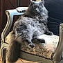 animal, cat, chair, cozy, ears, feline, floor_tiles, fluffy_fur, furniture, gray_cat, home, indoor, looking_at_camera, pet, portrait, relaxed, sitting, tail, upholstered_chair, vintage_chair