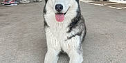 Meeka joined the competition — help win amazing prizes! accessories, adult, animal, canine, clothing, computerhardware, cup, dog, electronics, footwear, glasses, hardware, husky, male, man, person, pet, shoe, shorts, wristwatch