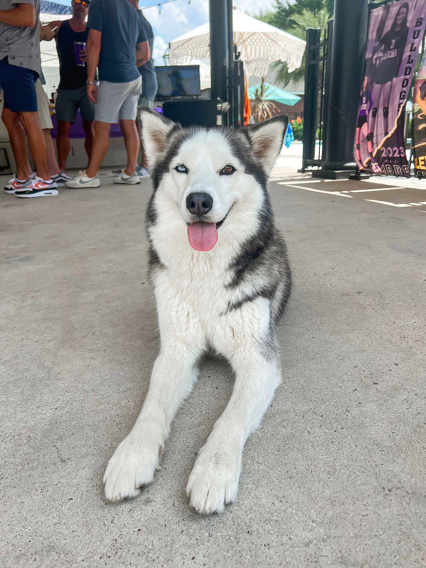 Meeka joined the competition — help win amazing prizes! accessories, adult, animal, canine, clothing, computerhardware, cup, dog, electronics, footwear, glasses, hardware, husky, male, man, person, pet, shoe, shorts, wristwatch