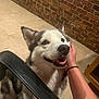 Meeka is registered to the contest to win money with this photo: accessories, animal, architecture, bodypart, brick, building, canine, dog, eskimodog, finger, flagstone, hand, husky, person, pet, puppy, slate, strap, wall, whitedog