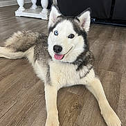 Meeka is registered to the contest to win money with this photo: animal, canine, dog, dogbed, eskimodog, hardwood, husky, pet, puppy, snout, whitedog, wood