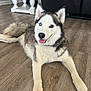 animal, canine, dog, dogbed, eskimodog, hardwood, husky, pet, puppy, snout, whitedog, wood