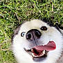 Meeka joined the competition — help win amazing prizes! animal, ball, bodypart, canine, dog, eskimodog, football, grass, husky, lawn, mouth, outdoors, person, pet, plant, puppy, soccer, soccerball, sport, teeth