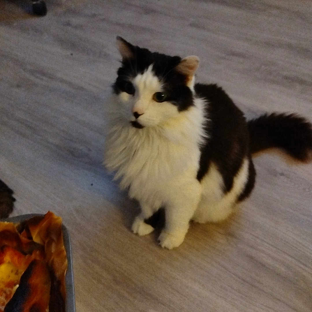 Oreo participe au concours pour gagner de l'argent avec cette photo : animal, baseball, baseballglove, bread, cat, chair, clothing, couch, diningtable, food, furniture, glove, hardwood, kitten, manx, pet, plywood, sport, table, wood