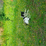 Dyson a rejoint le concours — aidez-le/la à gagner de superbes lots ! animal, bird, canine, cat, colthorse, countryside, dog, farm, field, grass, grassland, horse, meadow, nature, outdoors, pasture, pet, plant, rural, waterfowl