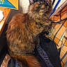 Kajira is registered to the contest to win money with this photo: cat, tortoiseshell, fluffy, long_hair, feline, pet, animal, sitting, portrait, green_eyes, ears, whiskers, fur, indoor, lap, blanket, clothing, books, cozy, closeup