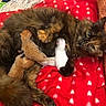 Kajira is registered to the contest to win money with this photo: cat, kittens, mother_cat, newborn_kittens, tortoiseshell, orange_kitten, white_kitten, fluffy, furry, animal, pet, sleeping, cuddling, litter, nursing, red_blanket, heart_pattern, cozy, indoors, cute