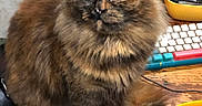 Kajira is registered to the contest to win money with this photo: cat, tortoiseshell_cat, longhaired, fluffy, pet, animal, portrait, golden_eyes, sitting, desk, wooden_surface, keyboard, computer, office, electronics, cables, tail, indoors, brown_fur, black_fur