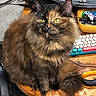 cat, tortoiseshell_cat, longhaired, fluffy, pet, animal, portrait, golden_eyes, sitting, desk, wooden_surface, keyboard, computer, office, electronics, cables, tail, indoors, brown_fur, black_fur