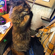 Kajira is registered to the contest to win money with this photo: cat, tortoiseshell_cat, fluffy, long_hair, fur, pet, animal, sitting, indoors, workspace, desk, candy, computer, electronics, broom, chair, blanket, cluttered, home, motion_blur