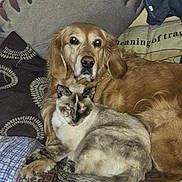 Belle a rejoint le concours — aidez-le/la à gagner de superbes lots ! animal, blanket, cat, companion, couch, cozy, dog, domestic, fur, furniture, golden_retriever, home, indoor, looking_at_camera, pets, pillow, relaxing, resting, siamese_cat, snuggling