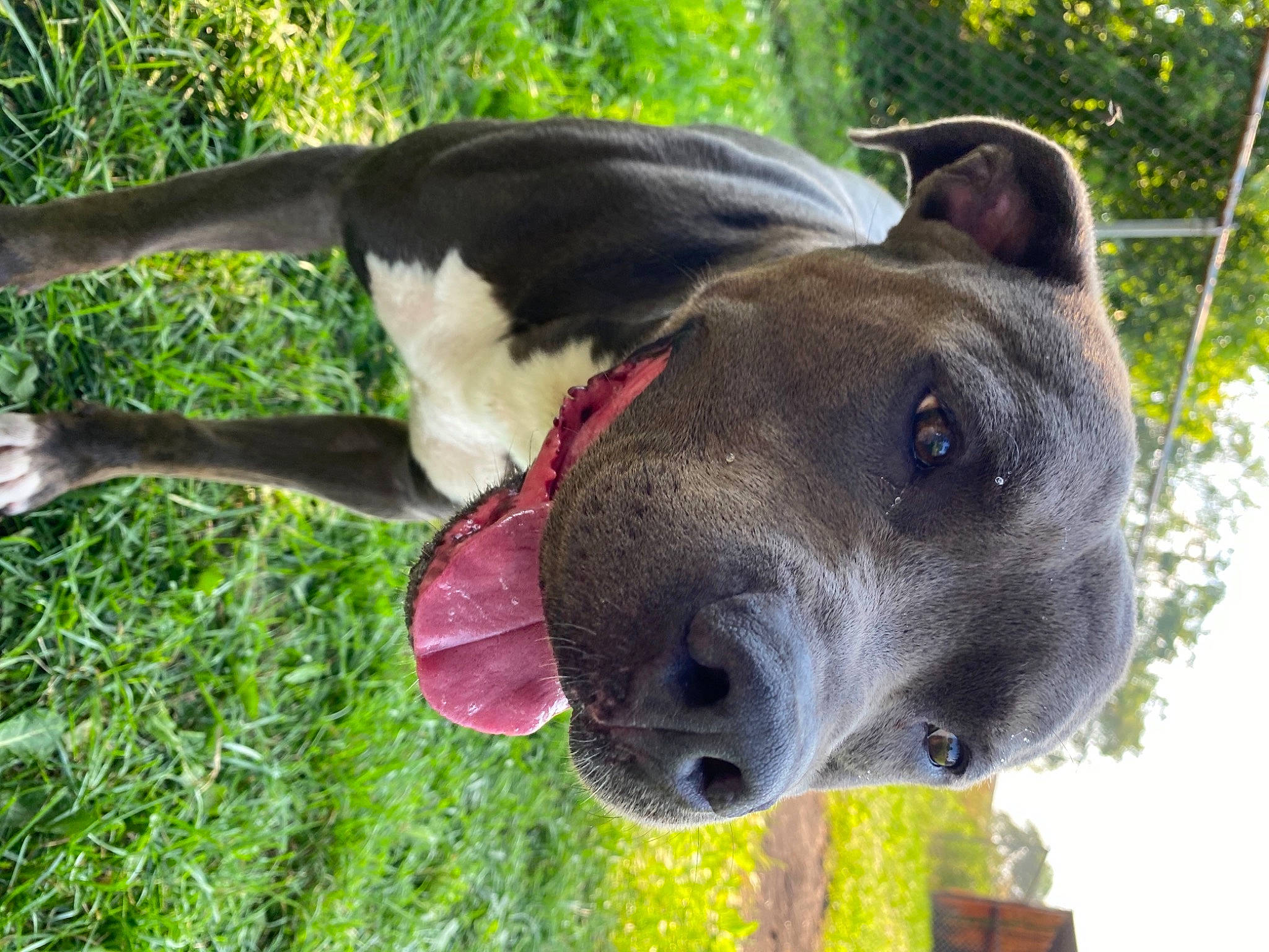 Zeus is registered to the contest to win money with this photo: adventure, canidae, carnivore, collar, companion_dog, dog, dog_breed, dog_collar, fawn, grass, guard_dog, plant, snout, sporting_group, terrestrial_animal, tree, whiskers, wildlife, working_animal, working_dog