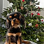 puppy, dog, christmas_tree, holiday_decorations, candy_cane, ornaments, blanket, paw_prints, indoors, cute, pet, fur, black_and_tan, sitting, young, animal, festive, christmas, tree, decor