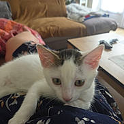 Crapouille participe au concours pour gagner de l'argent avec cette photo : kitten, cat, indoor, living_room, couch, table, person, lap, furniture, curious, pet, animal, soft_light, relaxing, cozy, blanket, floor, window, domestic, resting