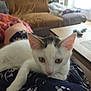 kitten, cat, indoor, living_room, couch, table, person, lap, furniture, curious, pet, animal, soft_light, relaxing, cozy, blanket, floor, window, domestic, resting