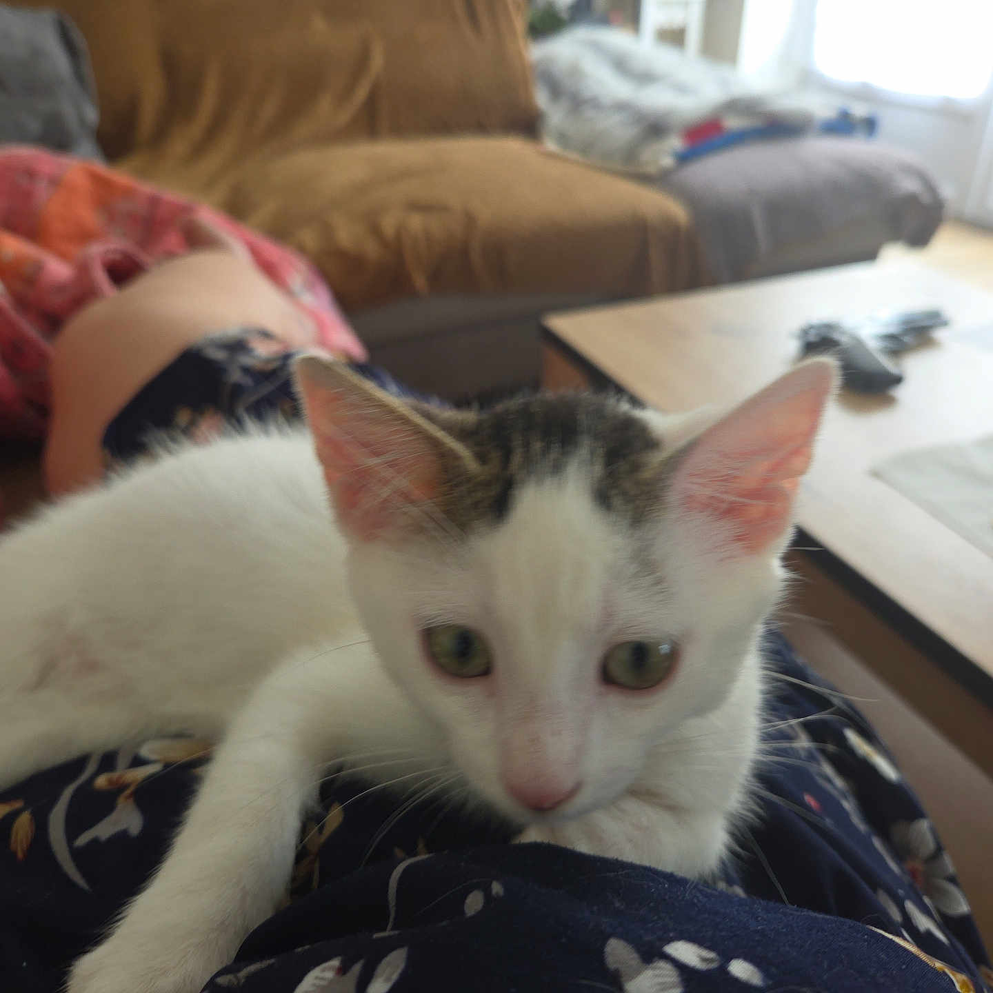 Crapouille participe au concours pour gagner de l'argent avec cette photo : animal, blanket, cat, couch, cozy, curious, domestic, floor, furniture, indoor, kitten, lap, living_room, person, pet, relaxing, resting, soft_light, table, window