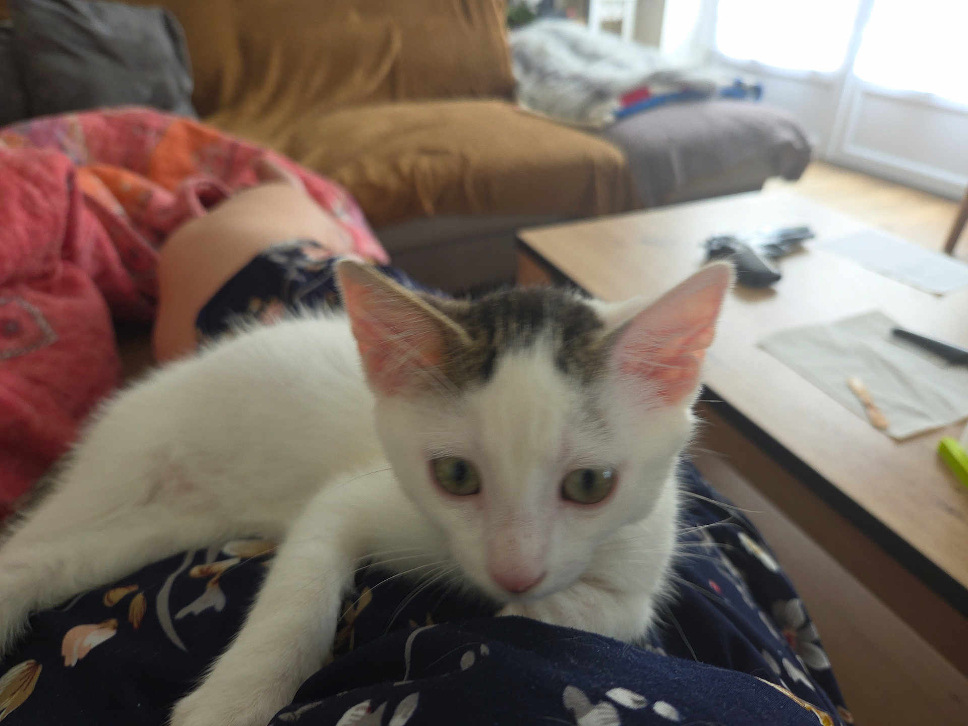 Crapouille participe au concours pour gagner de l'argent avec cette photo : kitten, cat, indoor, living_room, couch, table, person, lap, furniture, curious, pet, animal, soft_light, relaxing, cozy, blanket, floor, window, domestic, resting