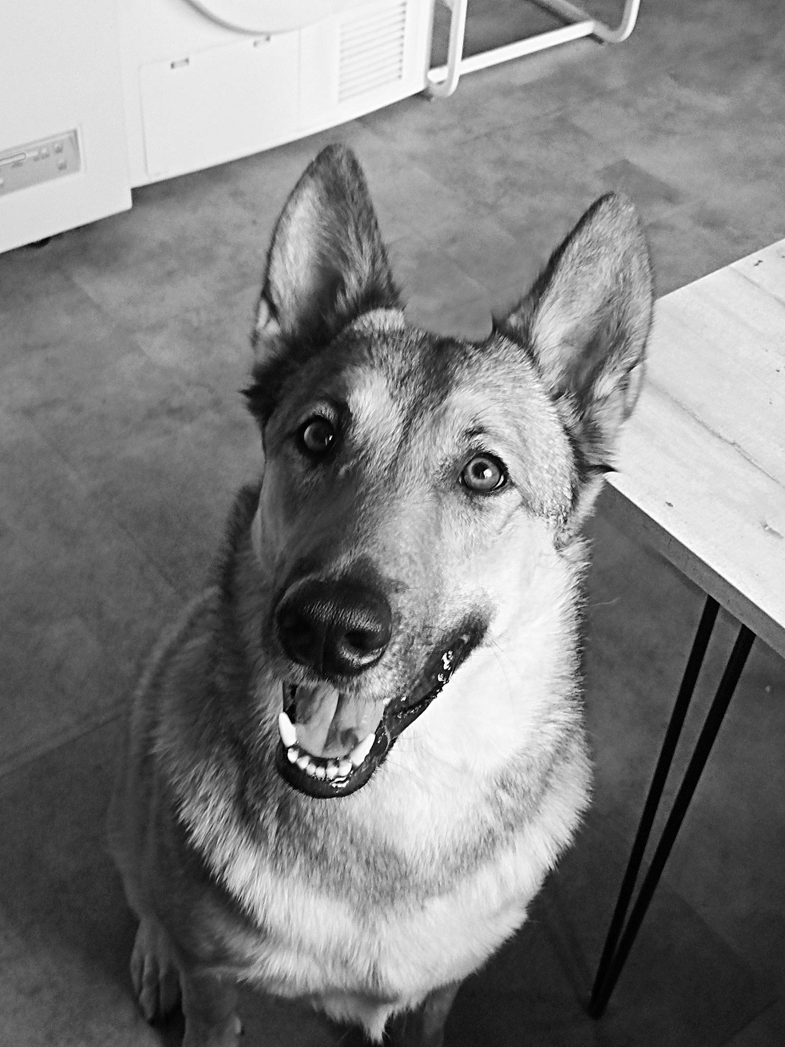 Ruby participe au concours pour gagner de l'argent avec cette photo : black, black_and_white, carnivore, collar, companion_dog, dog, dog_breed, east_european_shepherd, eye, fur, herding_dog, jaw, monochrome, monochrome_photography, snout, style, table, whiskers, white, working_animal