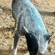 Dexter is registered to the contest to win money with this photo: dog, animal, pet, eating, food_bowl, dry_food, speckled_coat, blue_heeler, outdoor, dirt_floor, barn, container, brown, black, tan, head_down, paw, fur, canine, close_up