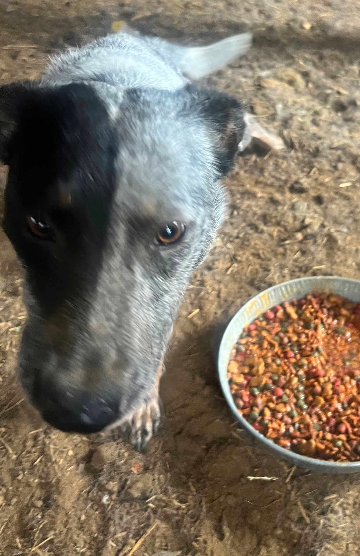 Dexter is registered to the contest to win money with this photo: dog, animal, pet, food_bowl, dog_food, dirt_floor, black_and_white, close_up, blurred, outdoor, canine, fur, ears, snout, paws, brown_eyes, speckled_coat, metal_bowl, feeding, companion
