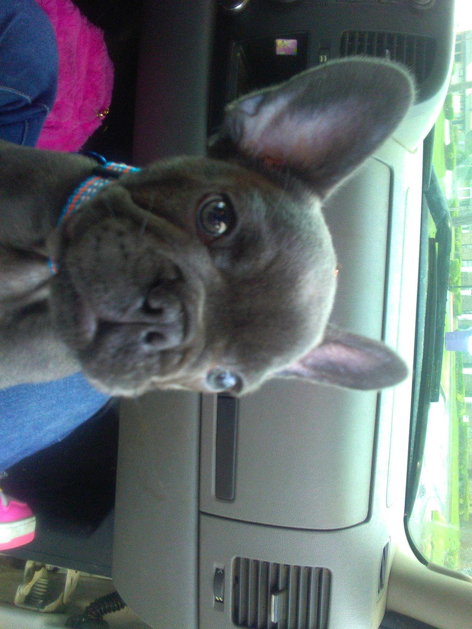 Eclipse joined the competition — help win amazing prizes! auto_part, canidae, carnivore, collar, companion_dog, dog, dog_breed, ear, electric_blue, fawn, fur, liver, non_sporting_group, snout, sporting_group, vehicle, vehicle_door, whiskers, windshield, working_animal