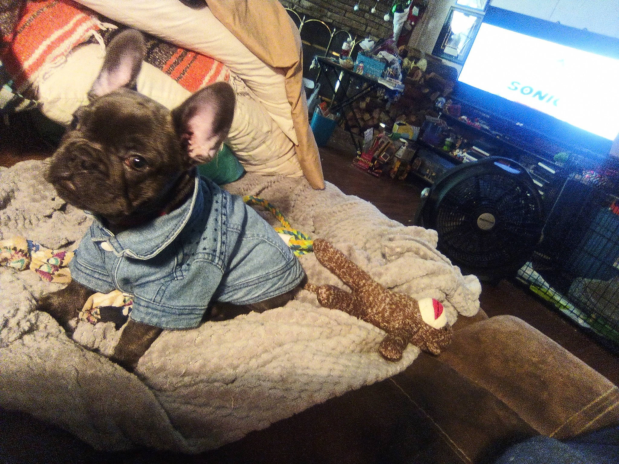 Eclipse is registered to the contest to win money with this photo: audio_equipment, bag, carnivore, comfort, companion_dog, computer_keyboard, dog, dog_breed, dog_clothes, dog_supply, fawn, felidae, fur, small_to_medium_sized_cats, snout, television, television_set, toy_dog, whiskers, working_animal