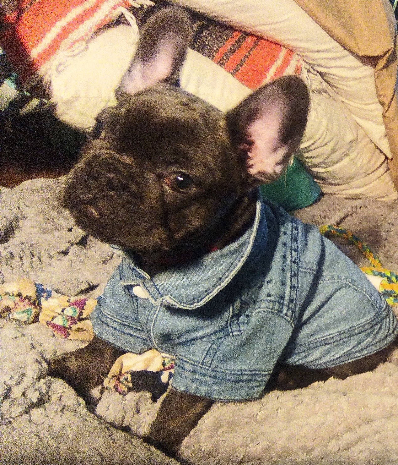 Eclipse is registered to the contest to win money with this photo: bulldog, canidae, carnivore, comfort, companion_dog, dog, dog_breed, dog_clothes, ear, fawn, french_bulldog, pug, snout, soil, sporting_group, terrestrial_animal, toy_dog, whiskers, working_animal, wrinkle