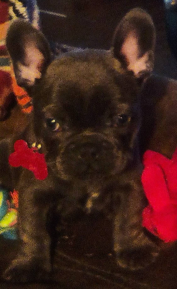 Eclipse is registered to the contest to win money with this photo: art, bulldog, canidae, carnivore, companion_dog, dog, dog_breed, ear, fawn, french_bulldog, head, magenta, pug, reflex_camera, snout, sporting_group, toy_dog, whiskers, working_animal, wrinkle