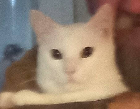 Snowball joined the competition — help win amazing prizes! carnivore, cat, domestic_short_haired_cat, ear, eye, eyebrow, eyelash, fawn, felidae, fur, head, human_body, iris, no_expression, paw, small_to_medium_sized_cats, snout, tail, terrestrial_animal, whiskers