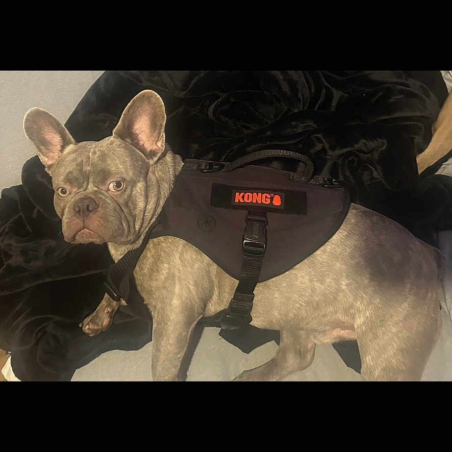 King is registered to the contest to win money with this photo: animal, black_blanket, brown_dog, canine, companion, curious, dog, domestic_animal, ears_up, french_bulldog, harness, household_pet, indoor, looking_away, mammal, pet, short_hair, short_nose, side_view, standing