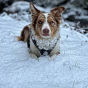 Oxy participe au concours pour gagner de l'argent avec cette photo : dog, snow, winter, outdoor, animal, fur, blue_eyes, canine, nature, cold, white, leash, pet, portrait, lying_down, snowflakes, forest, calm, frozen, background_blur