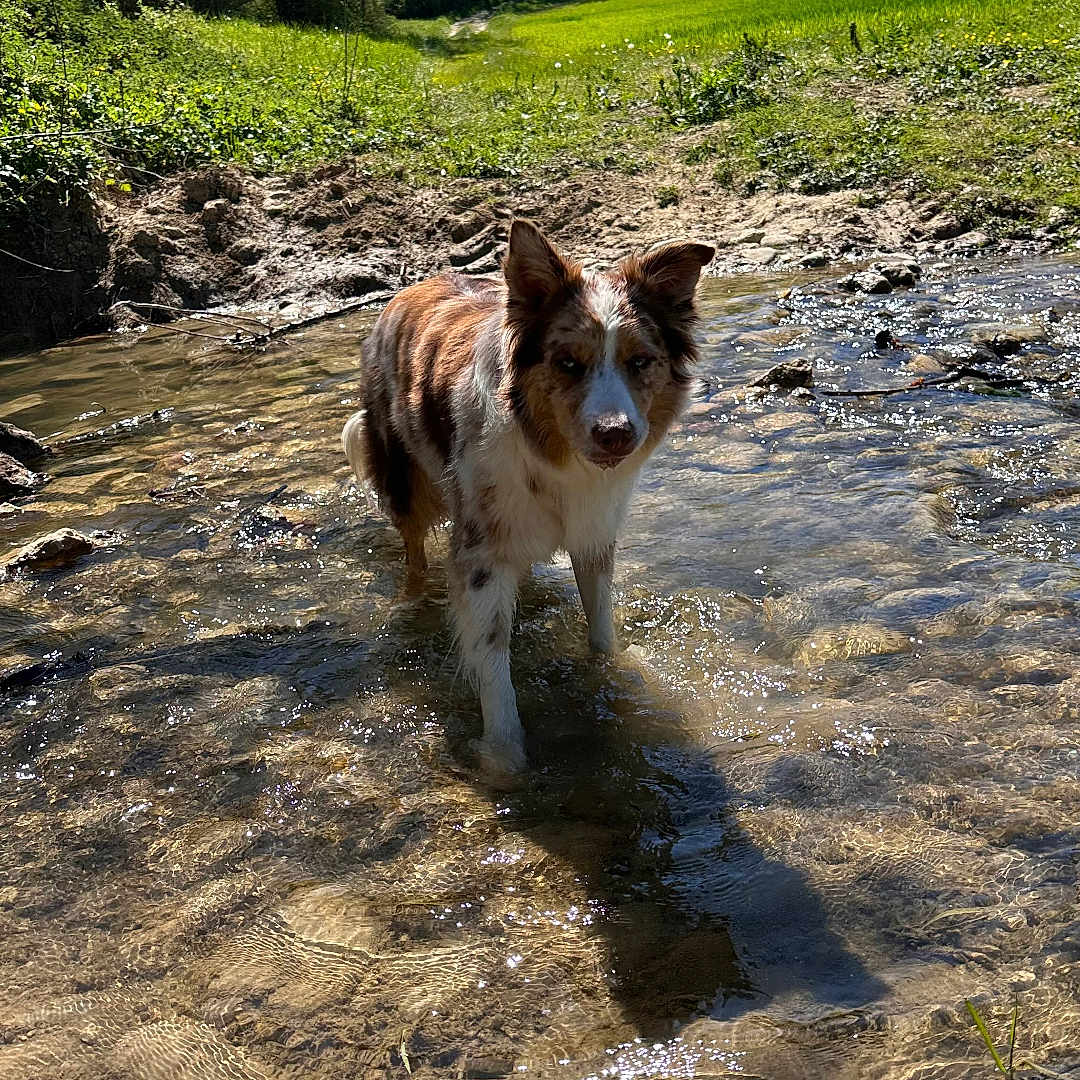 Oxy a rejoint le concours — aidez-le/la à gagner de superbes lots ! dog, water, stream, nature, outdoor, grass, trees, sunlight, animal, field, daytime, forest, canine, pond, reflection, sky, summer, playful, wilderness, pet