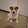 animal, companion, cute, dog, domestic_animal, door, ears, face, floor, fur, indoor, looking, nose, pet, sitting, small_dog, terrier, tile_floor, whiskers, white_wall