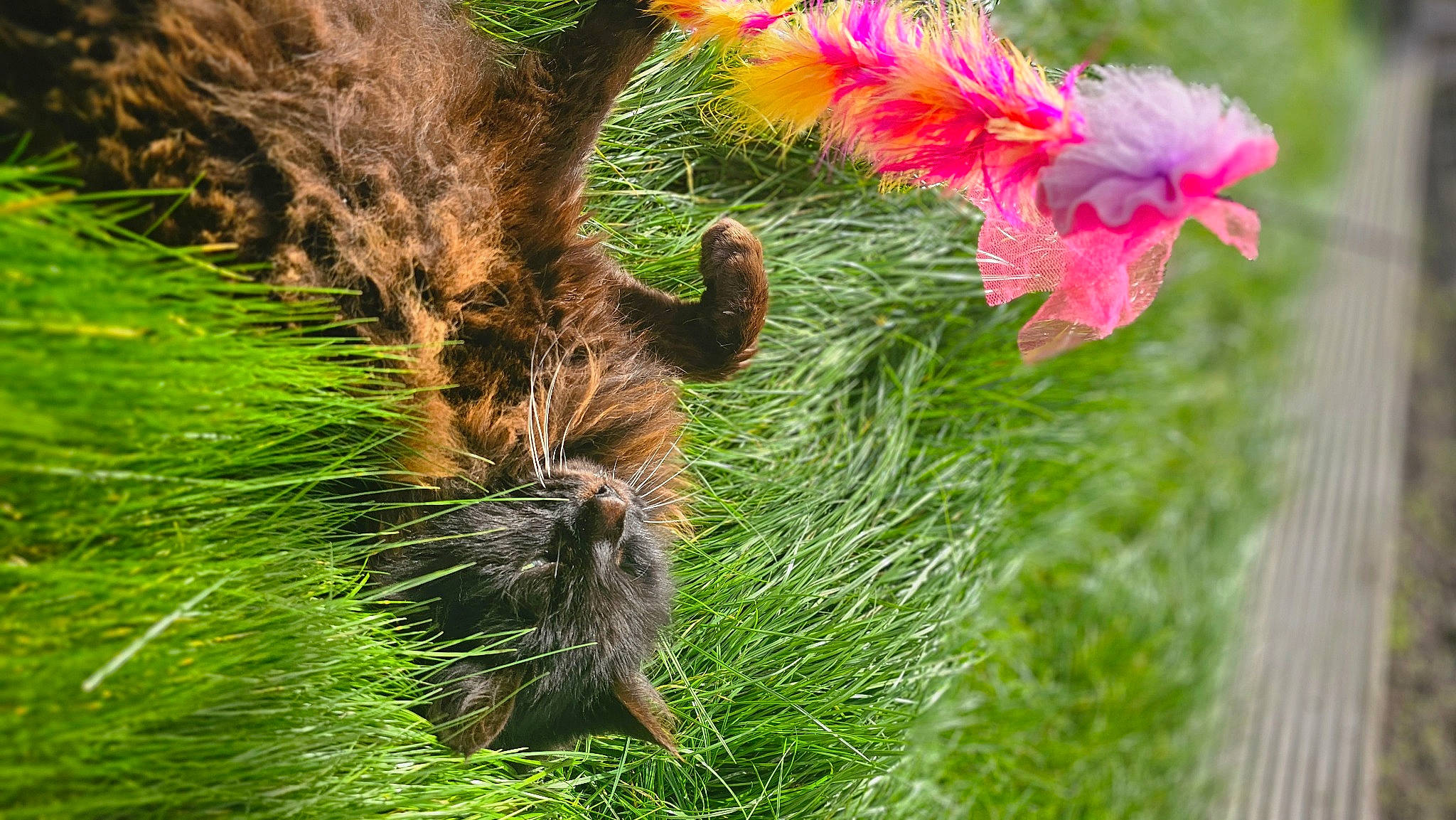 Coco joined the competition — help win amazing prizes! beak, botany, close_up, fawn, feather, flower, fur, grass, groundcover, nature, petal, plant, rodent, tail, terrestrial_animal, terrestrial_plant, trunk, vegetation, whiskers, wildlife