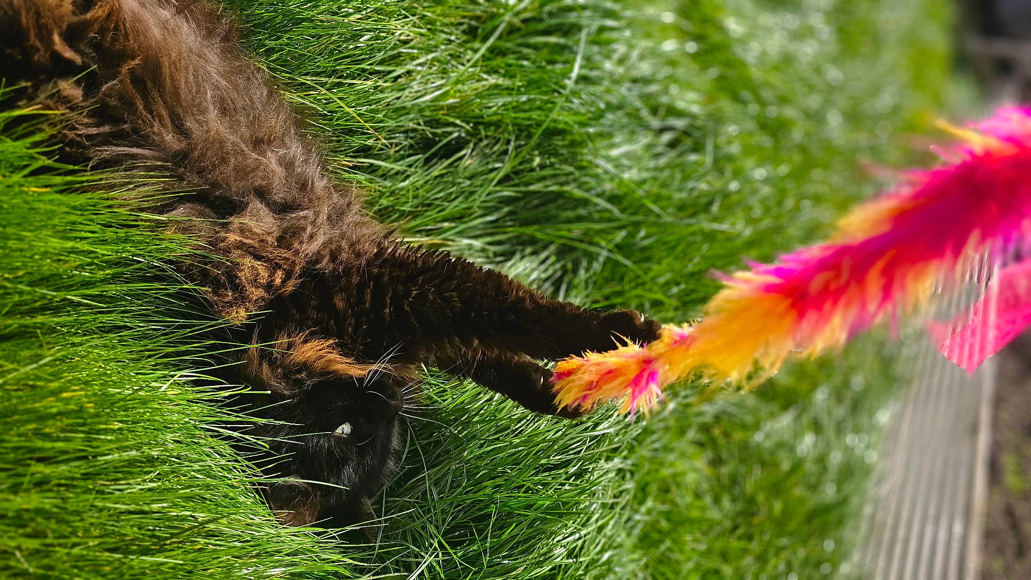 Coco is registered to the contest to win money with this photo: carnivore, close_up, conifer, flower, flowering_plant, fur, grass, groundcover, organism, palm_tree, plant, shrub, tail, terrestrial_animal, terrestrial_plant, tree, trunk, twig, vascular_plant, wood