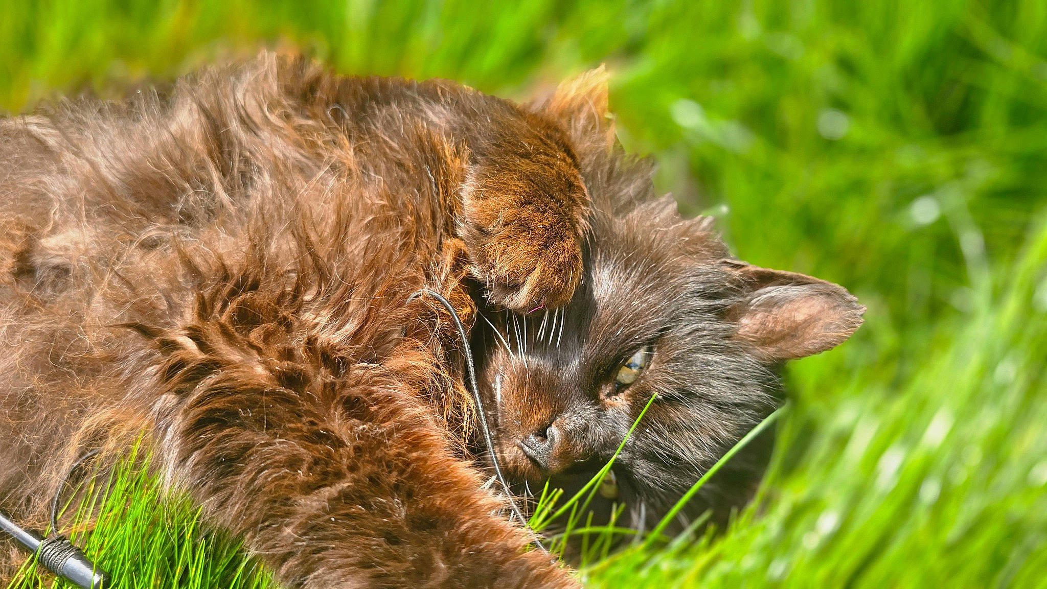 Coco is registered to the contest to win money with this photo: carnivore, cat, claw, domestic_short_haired_cat, eye, fawn, felidae, fur, grass, grass_family, grassland, natural_landscape, paw, plant, small_to_medium_sized_cats, snout, tail, terrestrial_animal, tree, whiskers