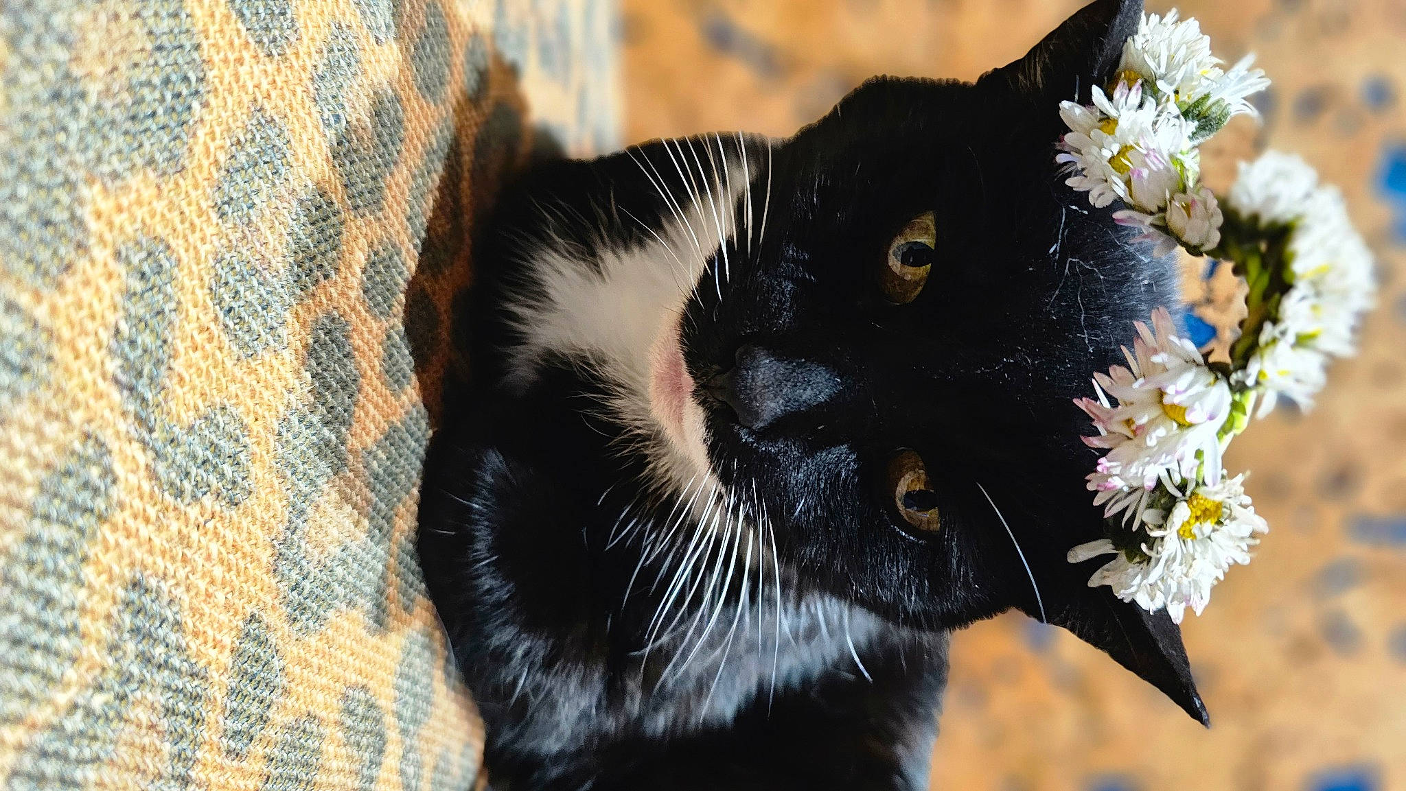 Pantera is registered to the contest to win money with this photo: carnivore, cat, claw, domestic_short_haired_cat, felidae, flower, fur, pattern, petal, plaid, plant, pollinator, small_to_medium_sized_cats, snout, suit, tail, tartan, terrestrial_animal, tree, whiskers