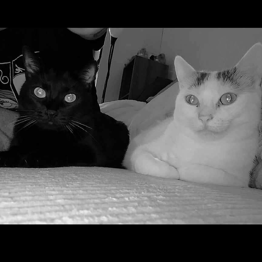 Willow Et Ruby participe au concours pour gagner de l'argent avec cette photo : abyssinian, animal, art, blackcat, cat, collage, computer, computerhardware, electronics, face, hardware, indoors, kitten, laptop, manx, monitor, pc, pet, screen, siamese