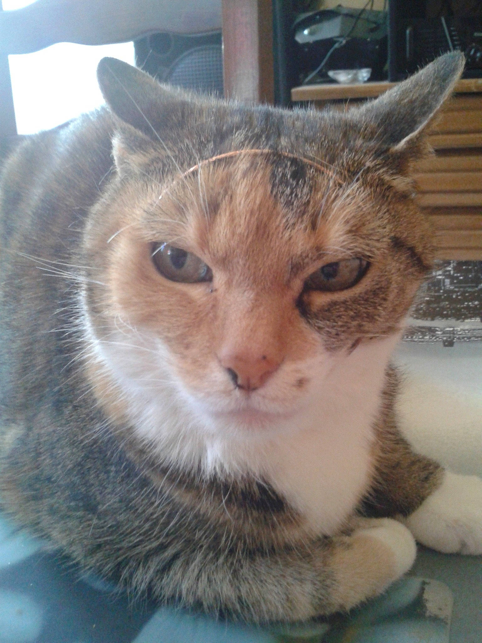 Chaussette a rejoint le concours — aidez-le/la à gagner de superbes lots ! aegean_cat, american_wirehair, asian, carnivore, cat, domestic_short_haired_cat, european_shorthair, fawn, felidae, fur, german_rex, kitten, mammal, ojos_azules, singapura, small_to_medium_sized_cats, snout, tabby_cat, whiskers