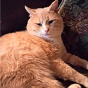 Kee is registered to the contest to win money with this photo: cat, orange_cat, fluffy, feline, pet, indoor, couch, furniture, relaxed, resting, animal, domestic_animal, whiskers, ears, fur, closeup, sleepy, lazy, soft, mammal