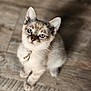 kitten, cat, blue_eyes, fur, pet, cute, animal, whiskers, collar, domestic_cat, sitting, wooden_floor, looking_up, young_cat, adorable, feline, close_up, indoor, soft_light, curious